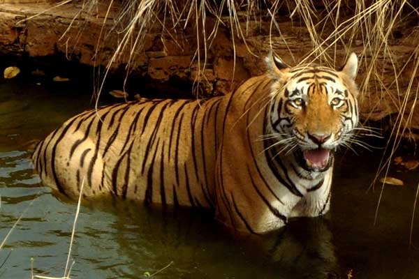 Jaipur - Ranthambore (by car)